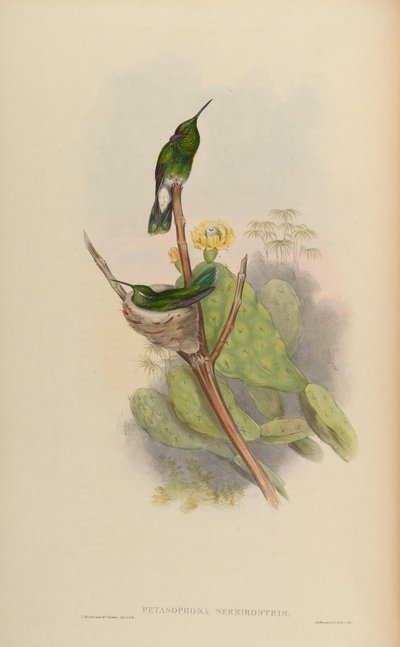 Petasophora serrirostris by John Gould